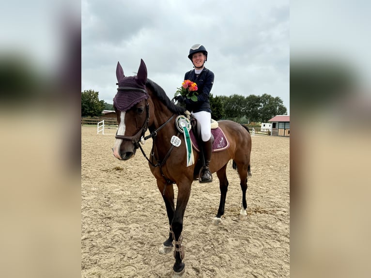 Holsteiner Jument 15 Ans 161 cm Bai in Schmilau