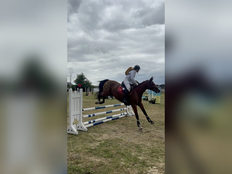 Holsteiner Jument 15 Ans 163 cm Bai in Neuenkirchen