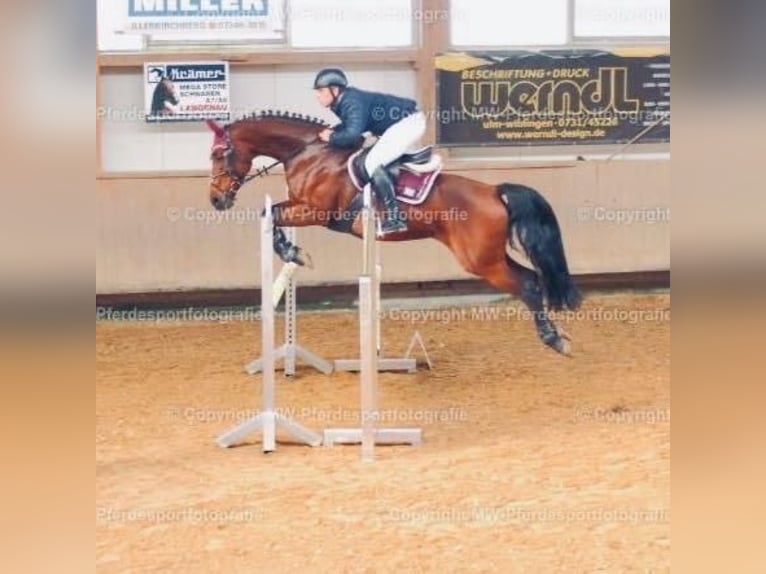 Holsteiner Jument 15 Ans 164 cm Bai in Rottenacker