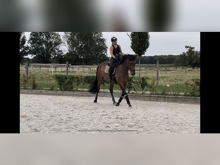 Holsteiner Jument 15 Ans 165 cm Bai in Lippetal