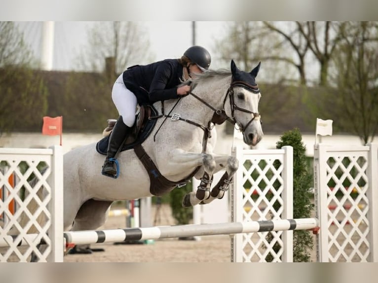 Holsteiner Jument 15 Ans 168 cm Gris in Sainte-Consorce