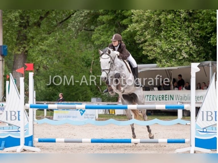 Holsteiner Jument 15 Ans 168 cm Gris in Steinenbronn