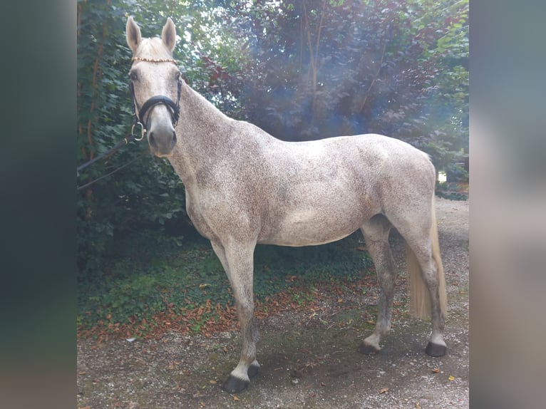 Holsteiner Jument 15 Ans 168 cm Gris moucheté in M&#xF6;lln