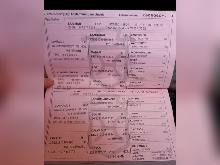 Holsteiner Jument 15 Ans 168 cm Gris moucheté in Mölln