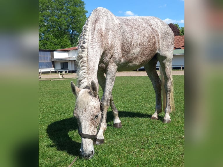Holsteiner Jument 15 Ans 168 cm Gris moucheté in Mölln