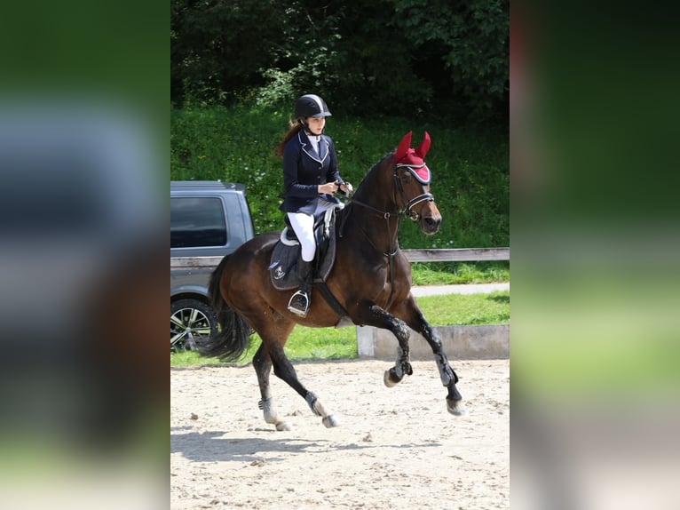 Holsteiner Jument 15 Ans 168 cm Noir in Neustadt Dosse