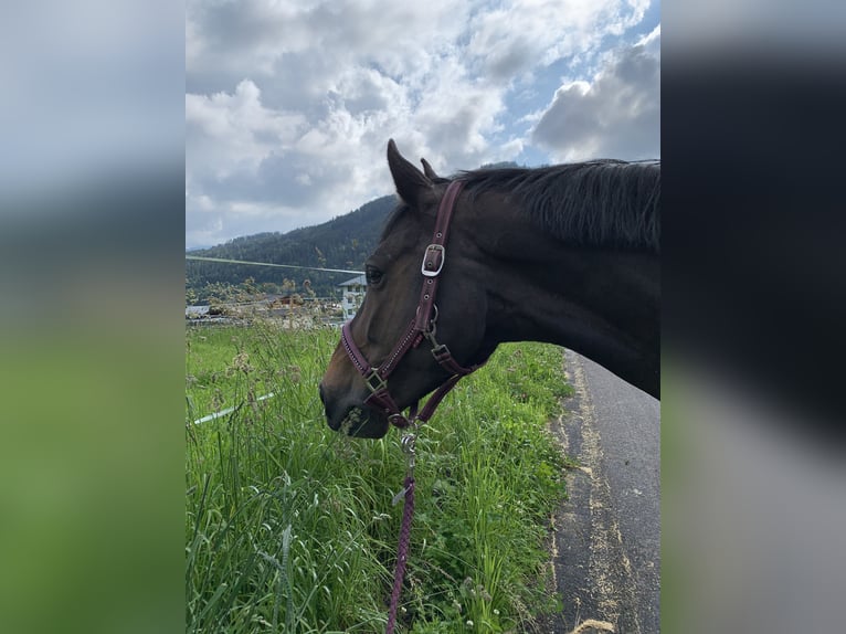 Holsteiner Jument 15 Ans 168 cm Noir in Neustadt Dosse