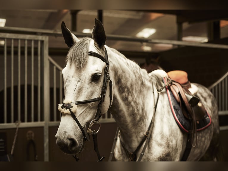 Holsteiner Jument 15 Ans 170 cm Gris in Schenefeld