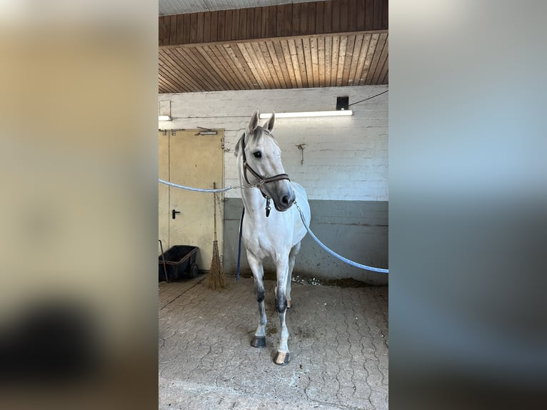 Holsteiner Jument 15 Ans 170 cm Gris in Schenefeld