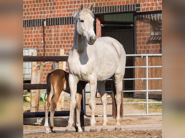 Holsteiner Jument 15 Ans 170 cm Gris in Nottensdorf