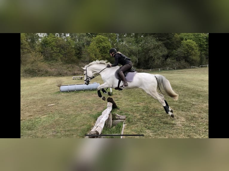 Holsteiner Jument 15 Ans 170 cm Gris in Nottensdorf