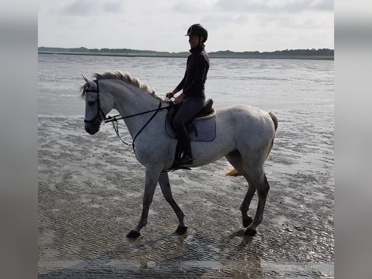 Holsteiner Jument 15 Ans 170 cm Gris in Nottensdorf