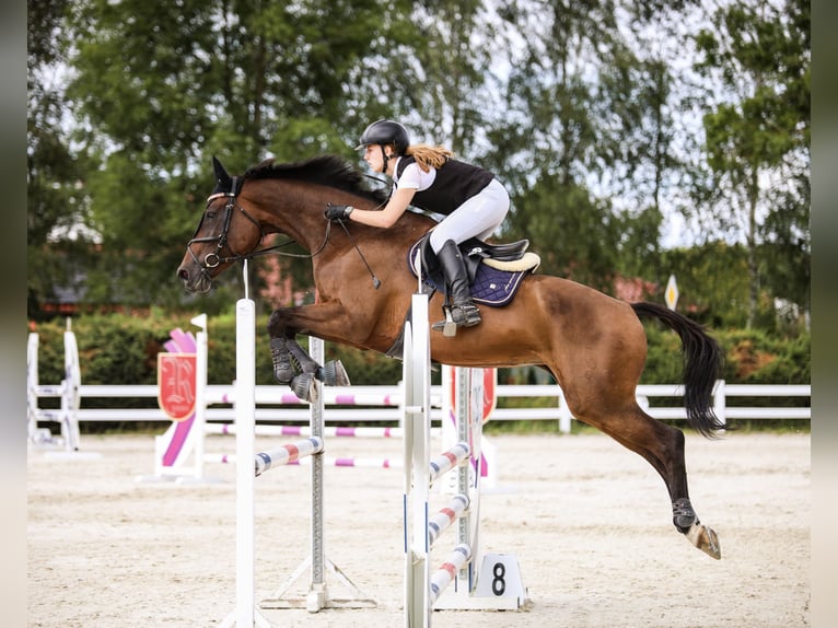 Holsteiner Jument 15 Ans 171 cm Bai brun in Gorzów Wlkp.