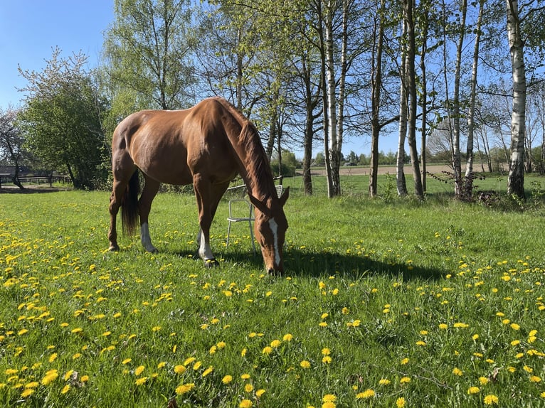 Holsteiner Jument 15 Ans 174 cm Alezan in Bleckede