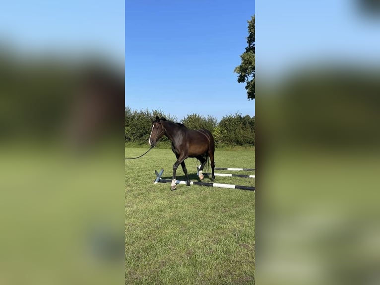 Holsteiner Jument 15 Ans 174 cm Bai in Kiel