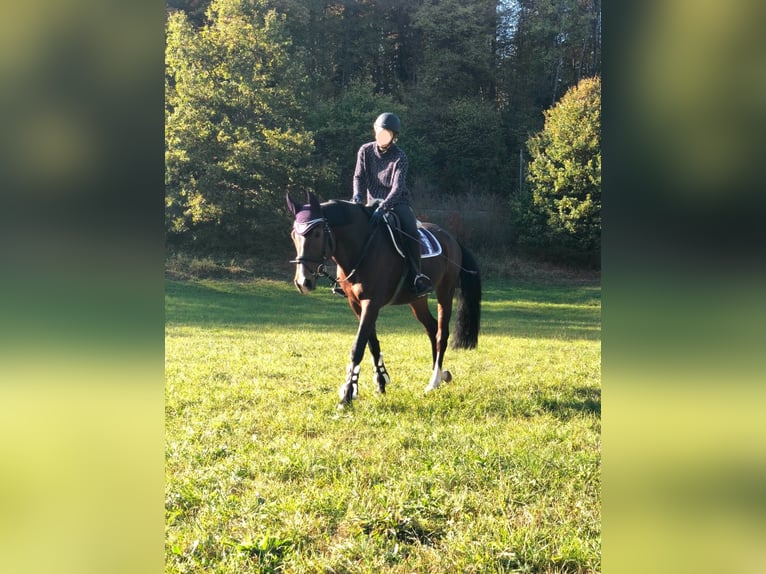 Holsteiner Jument 16 Ans 163 cm Bai brun in Dußlingen