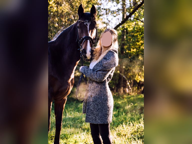 Holsteiner Jument 16 Ans 163 cm Bai brun in Dußlingen