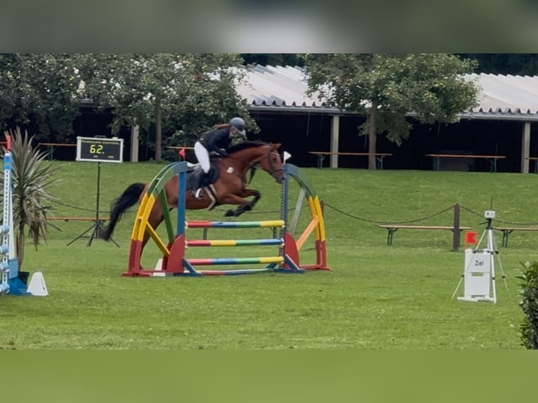 Holsteiner Jument 16 Ans 163 cm Bai in Teupitz