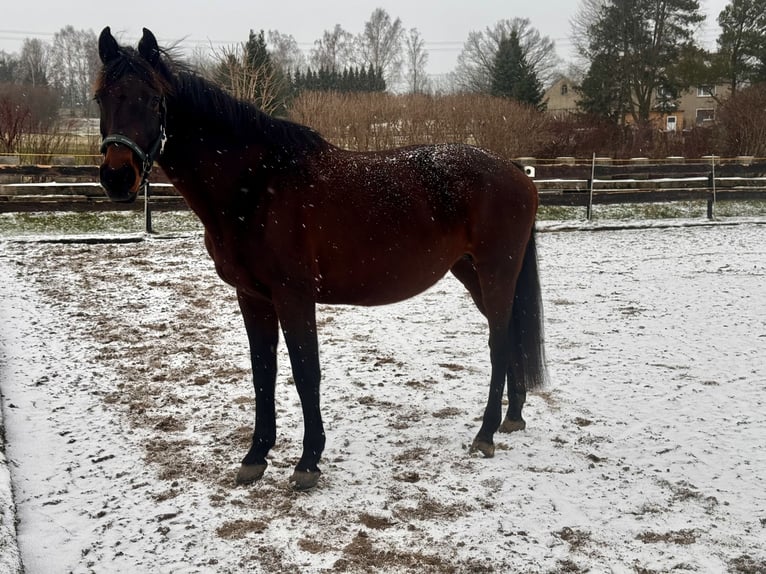 Holsteiner Jument 16 Ans 163 cm Bai in Neukirch/Lausitz