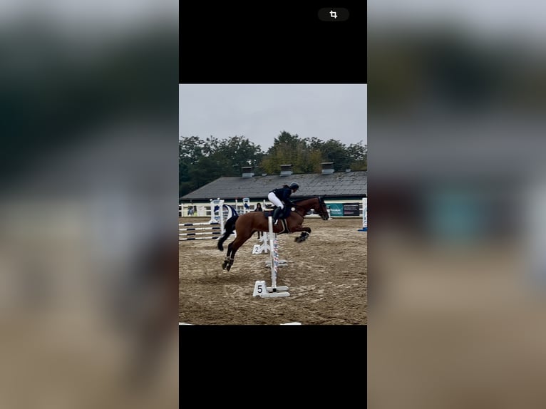 Holsteiner Jument 16 Ans 163 cm Bai in Teupitz