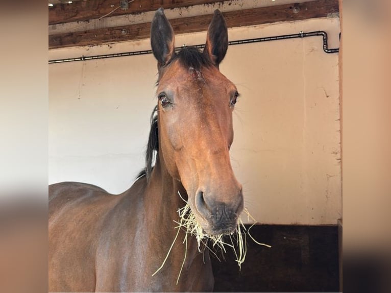 Holsteiner Jument 16 Ans 164 cm Bai in Baden-Baden