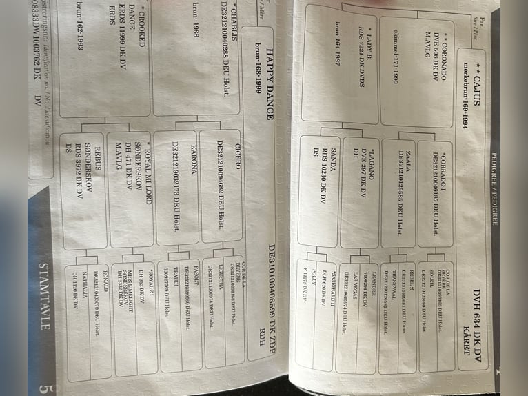 Holsteiner Jument 16 Ans 164 cm Bai in Baden-Baden