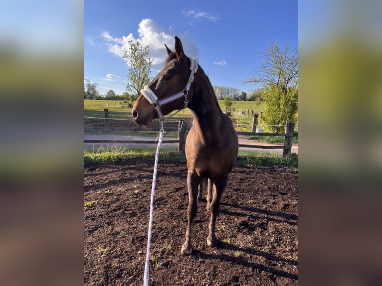Holsteiner Jument 16 Ans 165 cm Bai brun in Illingen