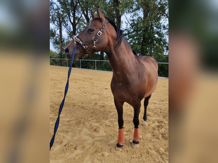 Holsteiner Jument 16 Ans 165 cm Bai brun in Illingen