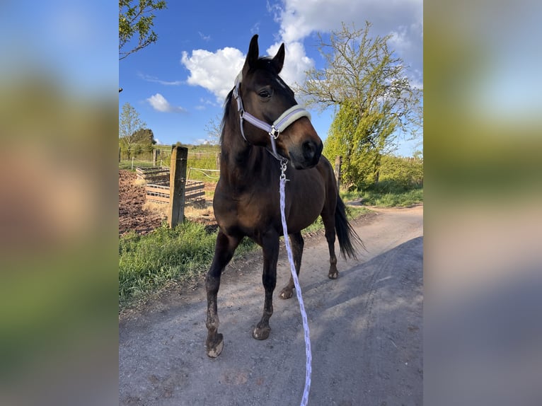 Holsteiner Jument 16 Ans 165 cm Bai brun in Illingen