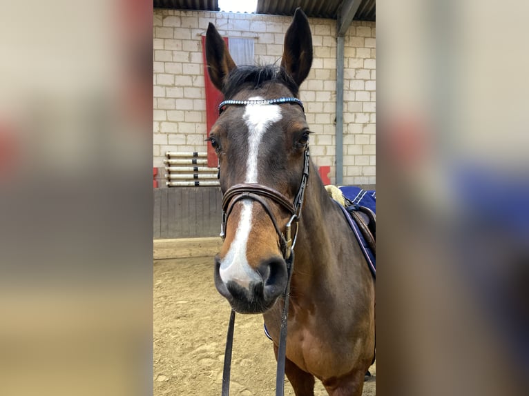 Holsteiner Jument 16 Ans 165 cm Bai in Ulrichstein