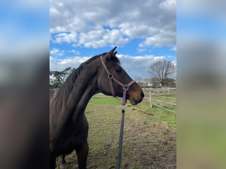Holsteiner Jument 16 Ans 168 cm Bai brun in Klein Nordende