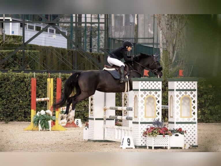 Holsteiner Jument 16 Ans 168 cm Noir in Barcelona
