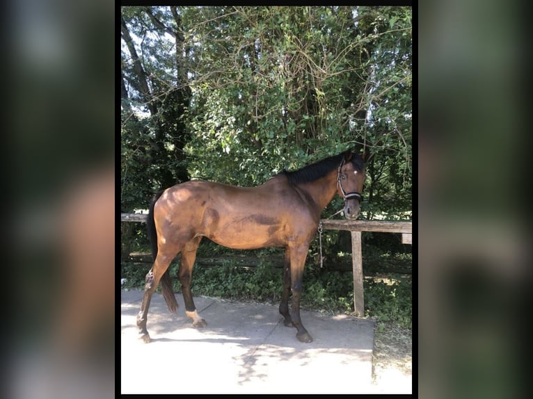 Holsteiner Jument 16 Ans 170 cm Bai in Köln