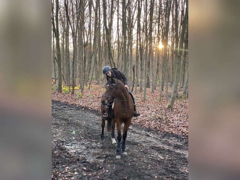 Holsteiner Jument 16 Ans 170 cm Bai in Köln