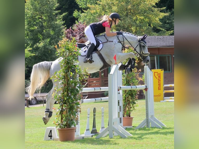 Holsteiner Jument 16 Ans 171 cm in Ahrensb&#xF6;k