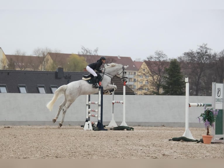 Holsteiner Jument 16 Ans 171 cm Gris in Langenbernsdorf