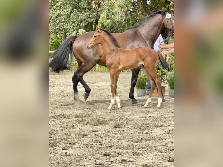 Holsteiner Jument 16 Ans 172 cm Bai brun in Weddingstedt
