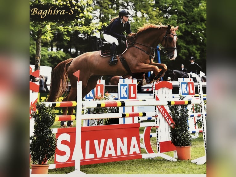 Holsteiner Jument 16 Ans 180 cm Alezan in Lathen