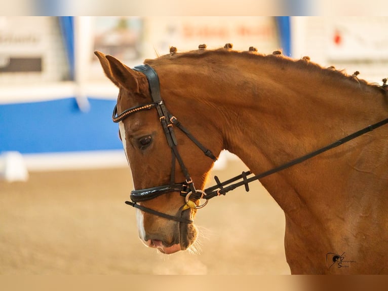 Holsteiner Jument 16 Ans 180 cm Alezan in Lathen