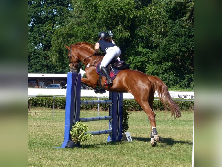 Holsteiner Jument 16 Ans 180 cm Alezan in Lathen