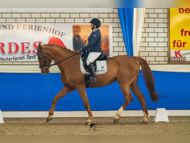 Holsteiner Jument 16 Ans 180 cm Alezan in Lathen
