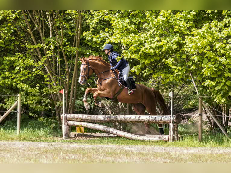 Holsteiner Jument 16 Ans 180 cm Alezan in Lathen