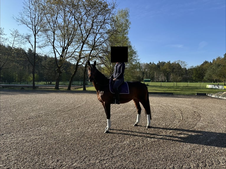 Holsteiner Jument 16 Ans 180 cm Bai in Lüneburg