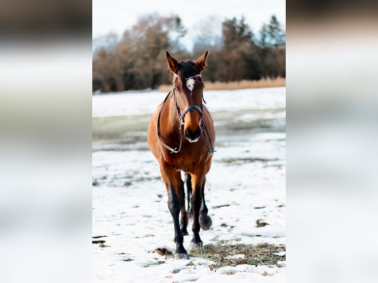 Holsteiner Jument 17 Ans 162 cm Bai in Aschheim
