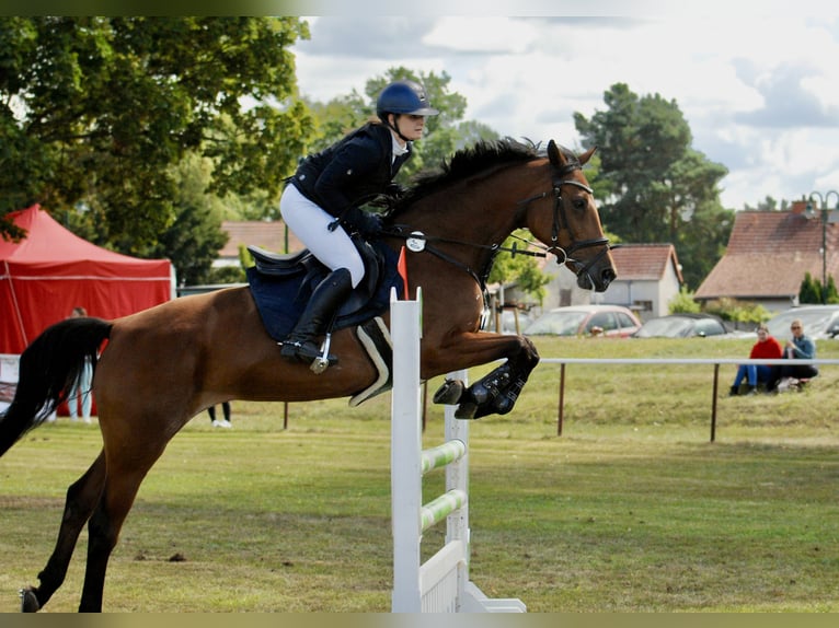 Holsteiner Jument 17 Ans 163 cm Bai in Teupitz