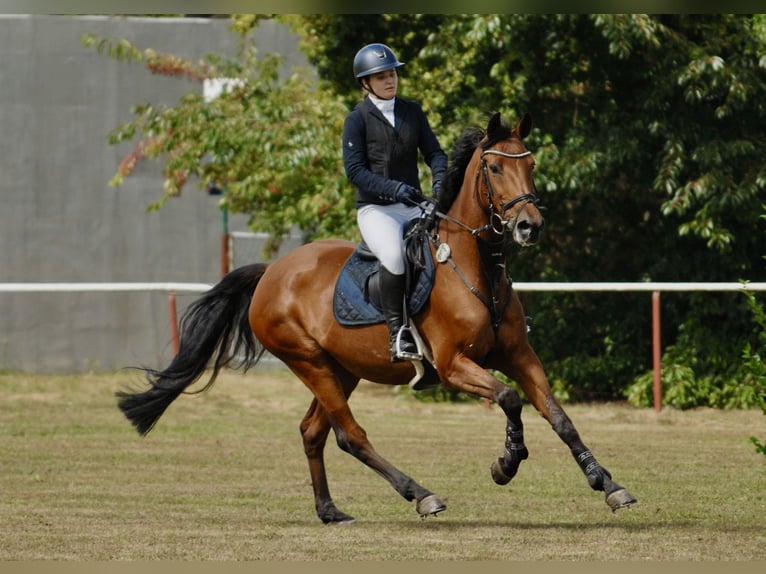 Holsteiner Jument 17 Ans 163 cm Bai in Teupitz