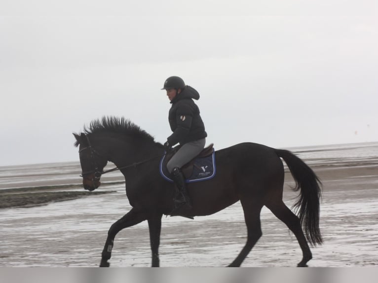 Holsteiner Jument 17 Ans 168 cm Bai brun in Sehestedt