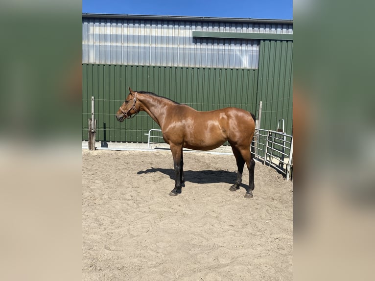 Holsteiner Jument 17 Ans 169 cm Bai in Herzhorn