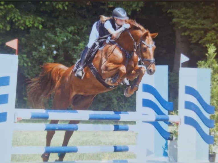 Holsteiner Jument 17 Ans 170 cm Alezan in Rieps