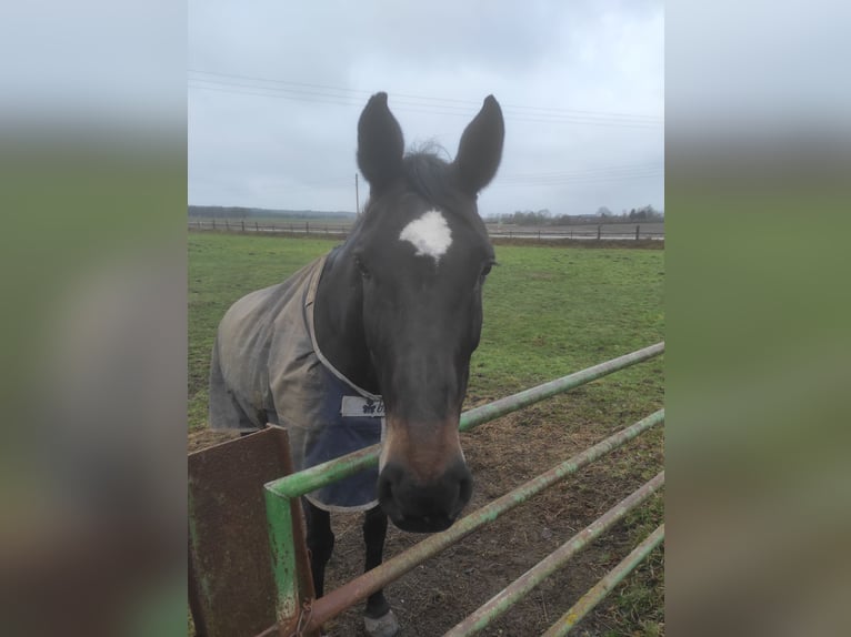 Holsteiner Jument 17 Ans 170 cm Bai brun in Kamp-Lintfort